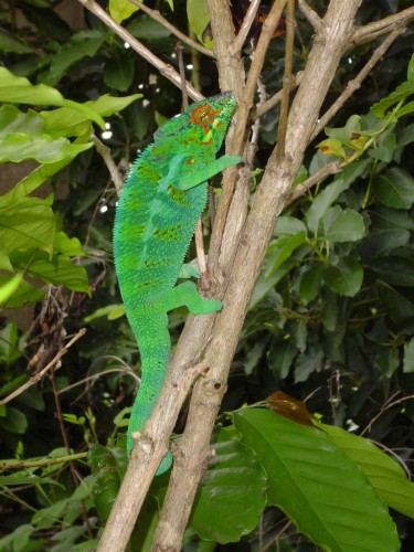 Wallpapers Animals Chameleons l'endormi mle