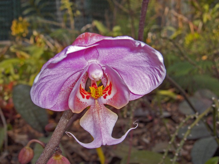 Fonds d'cran Nature Fleurs fleur