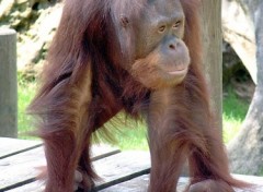 Fonds d'cran Animaux Orang-outang