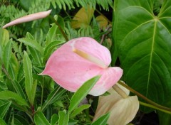 Fonds d'cran Nature anthurium