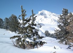 Fonds d'cran Nature sapin et neige