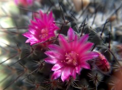 Wallpapers Nature fleur de cactus