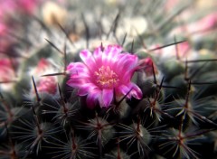 Fonds d'cran Nature fleur de cactus