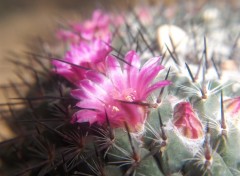 Fonds d'cran Nature fleur de cactus