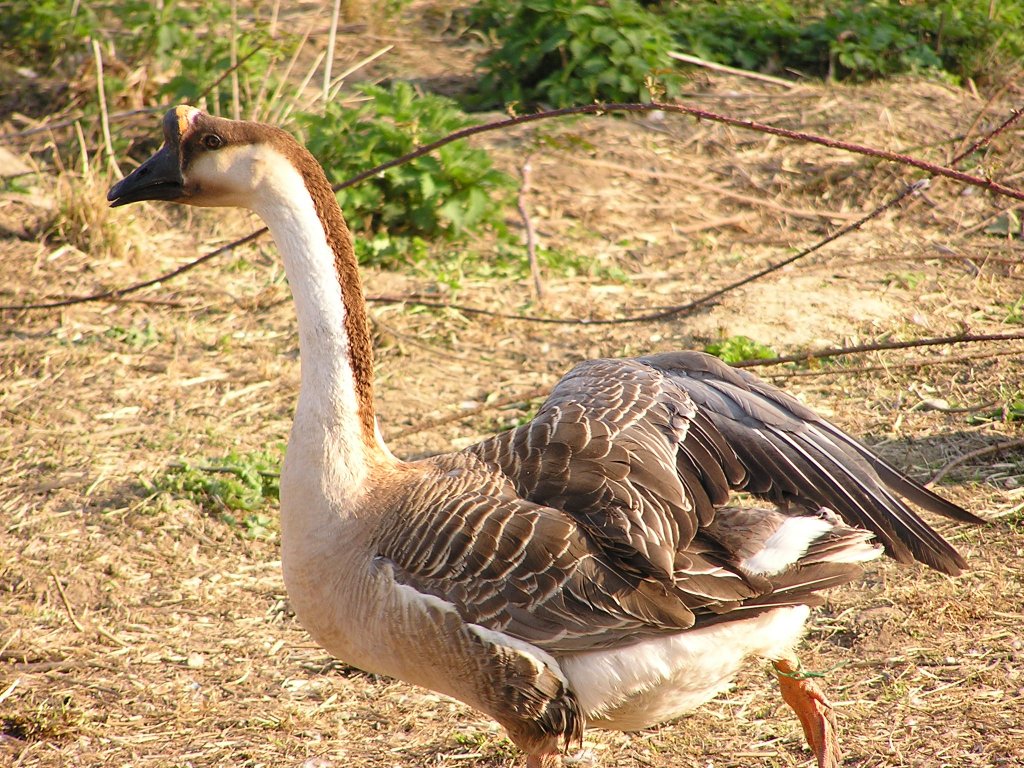 Fonds d'cran Animaux Oiseaux - Canards une oie de basse cour