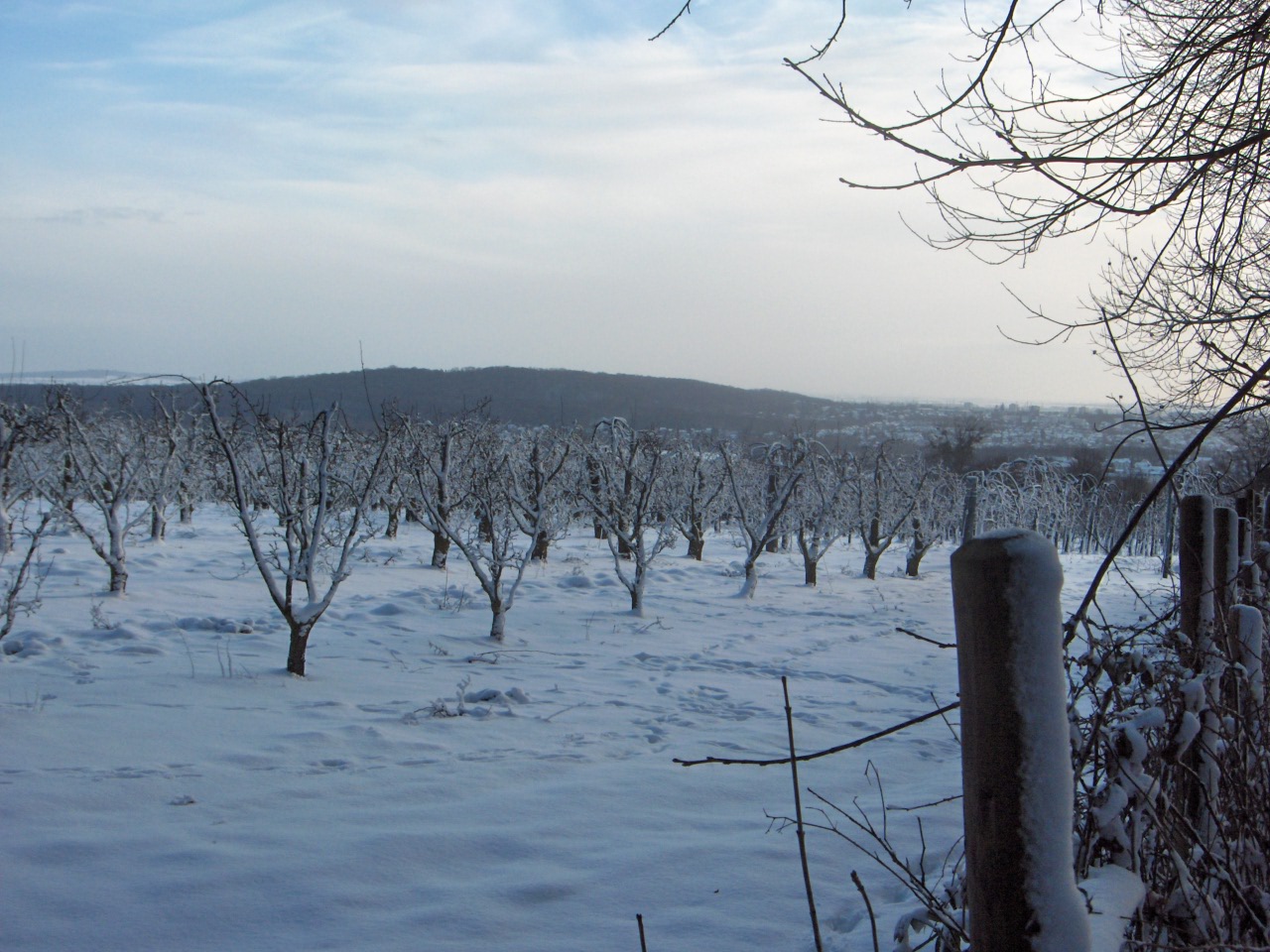 Fonds d'cran Nature Saisons - Hiver Vergers sous la neige