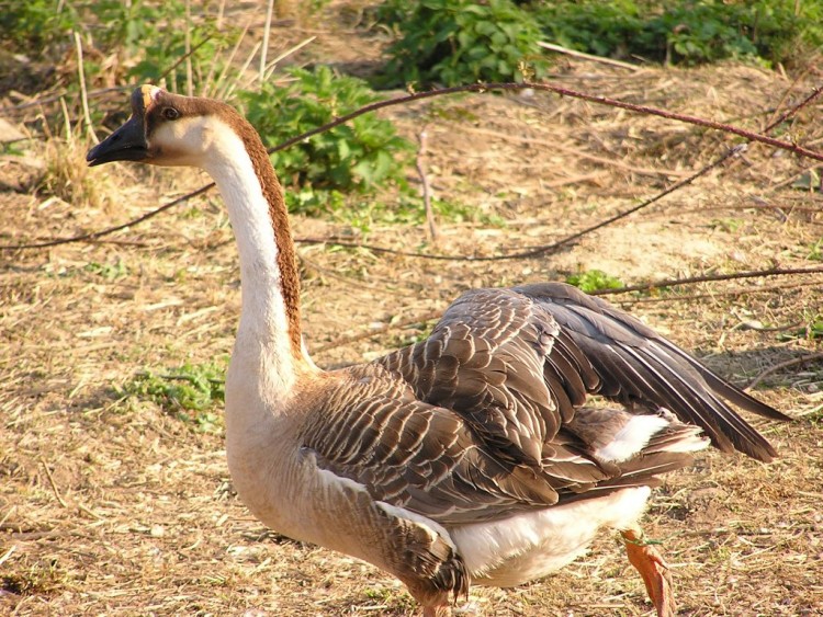 Wallpapers Animals Birds - Ducks une oie de basse cour