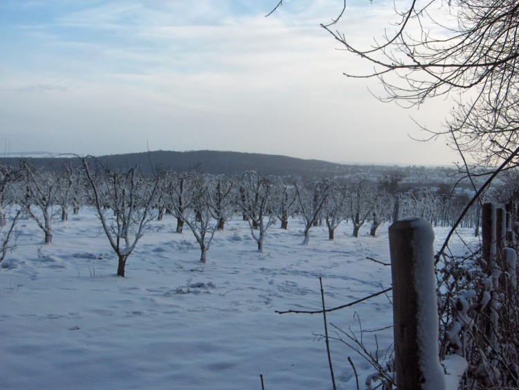 Fonds d'cran Nature Saisons - Hiver Vergers sous la neige