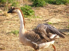 Fonds d'cran Animaux une oie de basse cour