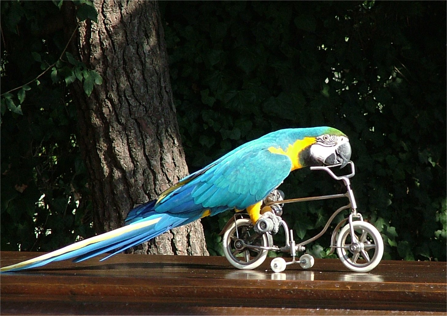 Fonds d'cran Animaux Oiseaux - Perroquets 