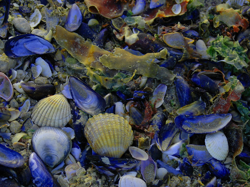 Fonds d'cran Nature Mers - Ocans - Plages plage de normandie