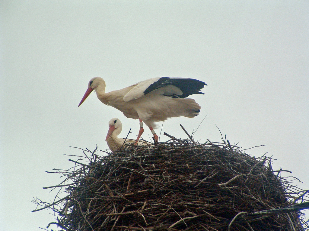 Fonds d'cran Animaux Oiseaux - Cigognes Le printemps arrive !