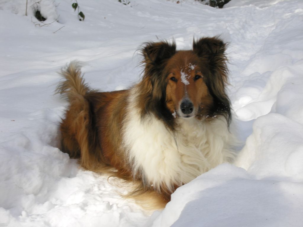 Fonds d'cran Animaux Chiens collie