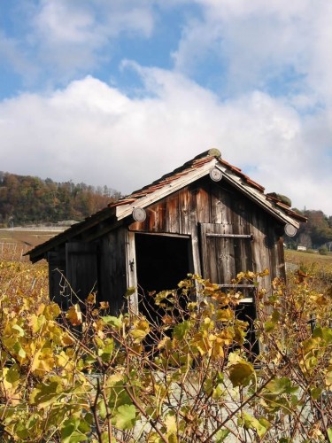 Wallpapers Constructions and architecture Houses Cabane dans les vignes