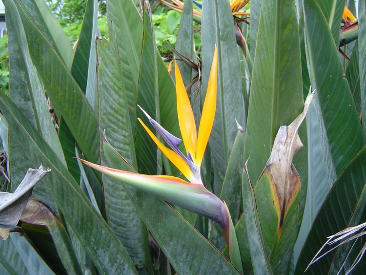 Fonds d'cran Nature Fleurs Oiseau de Paradis