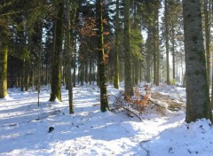 Fonds d'cran Nature fort sous la neige