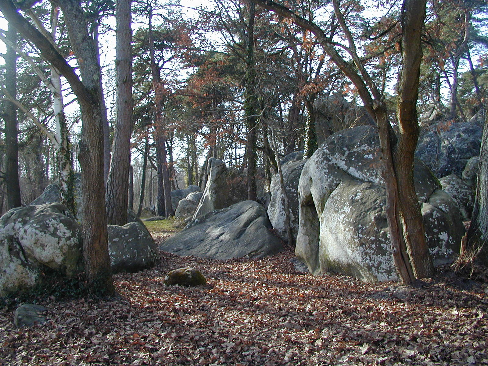 Fonds d'cran Nature Arbres - Forts ROCHES DE BUTHIERS