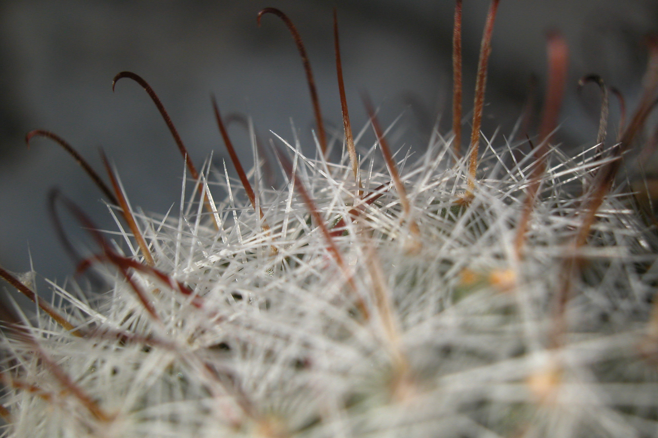 Fonds d'cran Nature Fleurs Epines de cactus