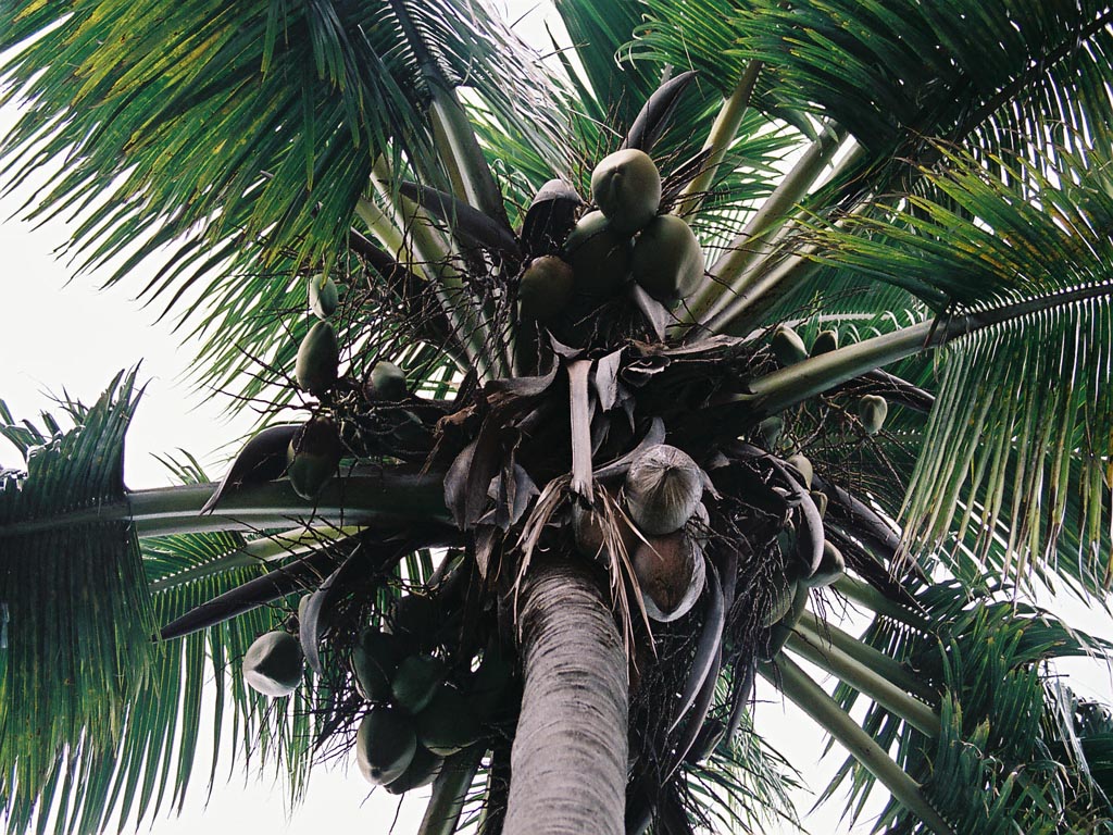 Fonds d'cran Nature Arbres - Forts cocotier vu du-dessous