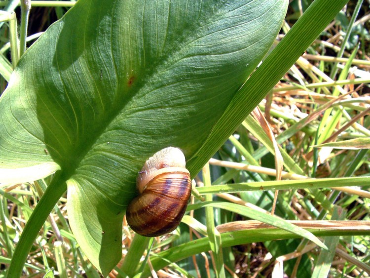 Fonds d'cran Animaux Escargots - Limaces Ile de la Runion