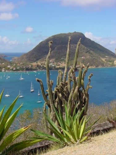 Wallpapers Nature Leaves - Foliage cactus aux Saintes en Guadeloupe