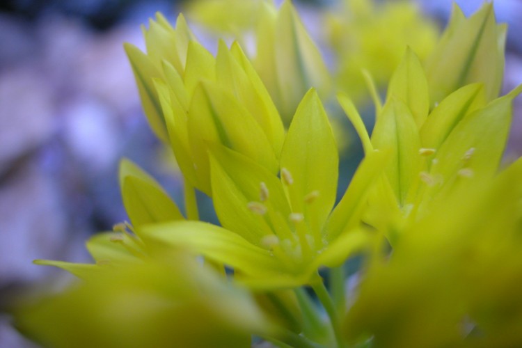 Fonds d'cran Nature Fleurs Ail ornemental