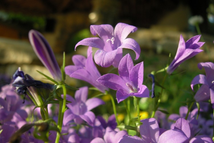 Fonds d'cran Nature Fleurs Campanules