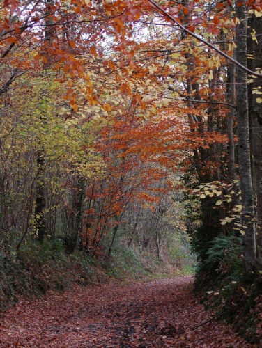 Wallpapers Nature Seasons - Fall la foret chez moi