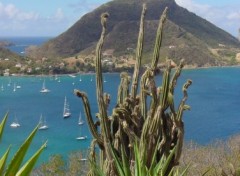 Fonds d'cran Nature cactus aux Saintes en Guadeloupe