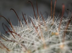 Fonds d'cran Nature Epines de cactus