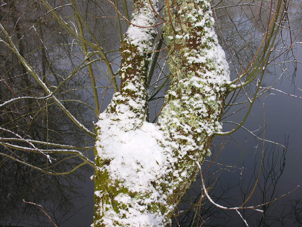 Fonds d'cran Nature Arbres - Forts 