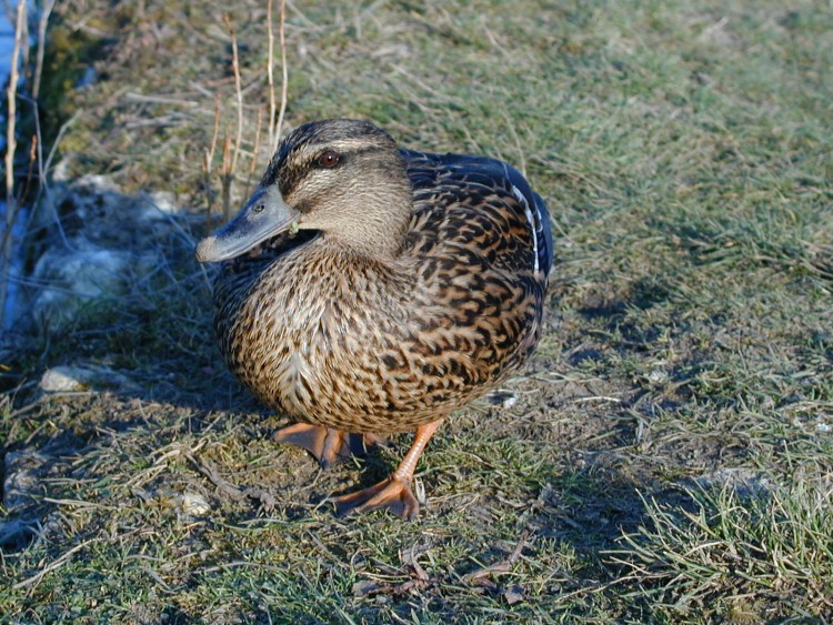 Wallpapers Animals Birds - Ducks ma  suzon