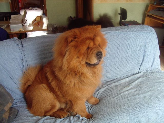 Fonds d'cran Animaux Chiens chowchow