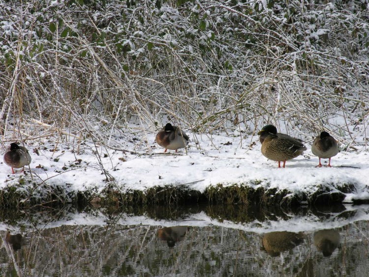 Fonds d'cran Animaux Oiseaux - Canards Wallpaper N93499