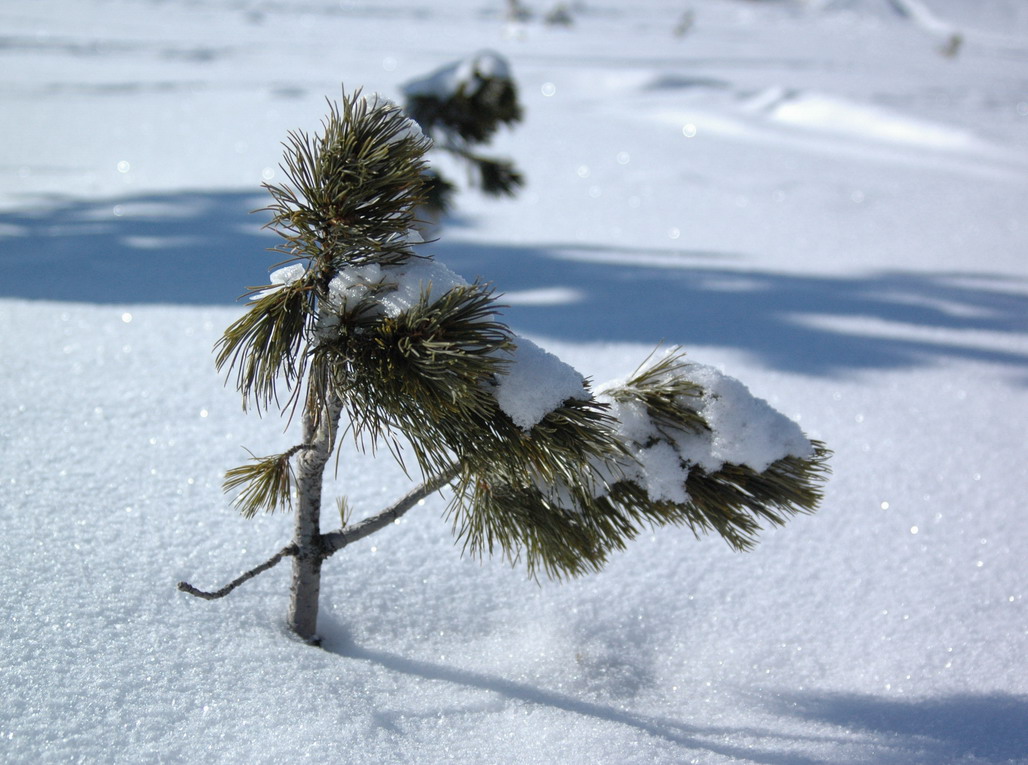 Wallpapers Nature Saisons - Winter 