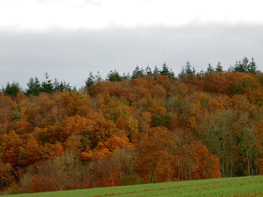 Fonds d'cran Nature Saisons - Automne foret chez moi