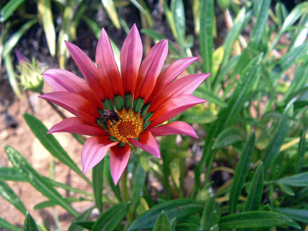 Fonds d'cran Nature Fleurs Ile de la Runion