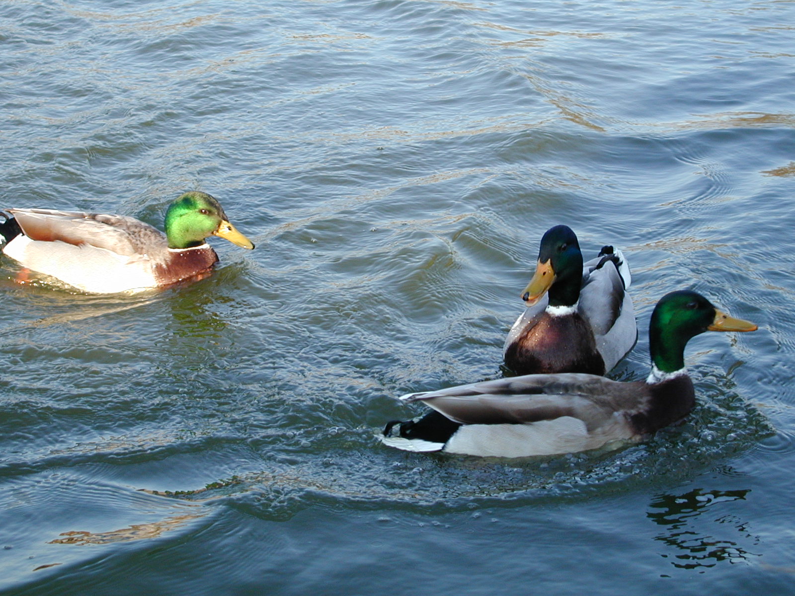 Fonds d'cran Animaux Oiseaux - Canards les coincoins de BROMEILLES