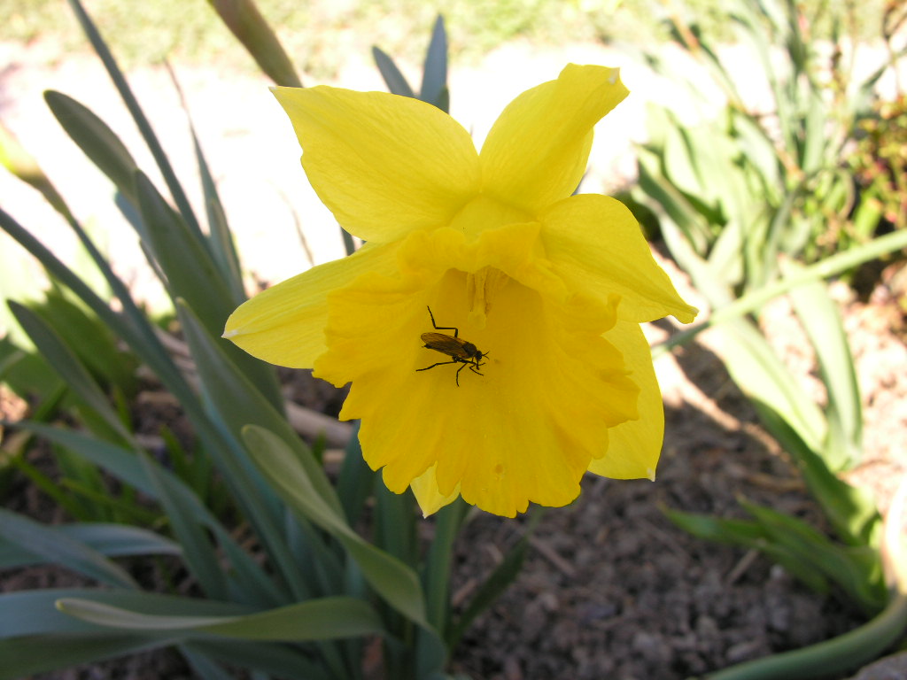 Fonds d'cran Nature Fleurs NARCISSE