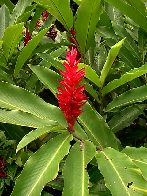 Fonds d'cran Nature Fleurs Comme de feuilles rouges