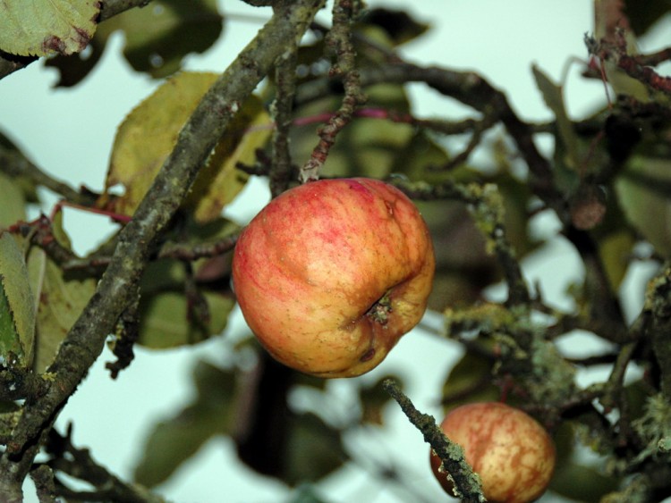 Wallpapers Nature Fruits pommier chez moi