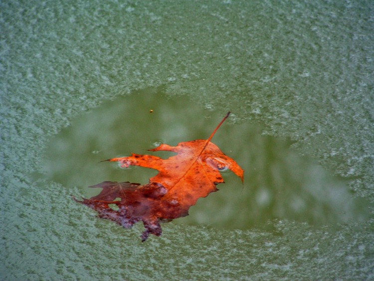 Fonds d'cran Nature Saisons - Hiver Feuille et glace....