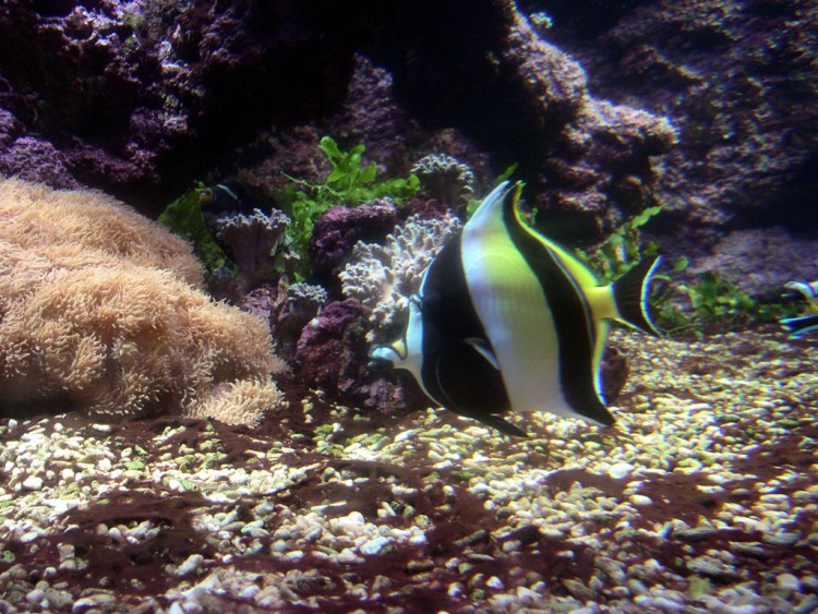 Fonds d'cran Animaux Vie marine - Poissons Poisson exotique