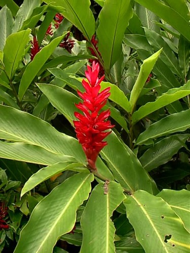 Fonds d'cran Nature Fleurs Comme de feuilles rouges