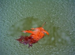 Fonds d'cran Nature Feuille et glace....