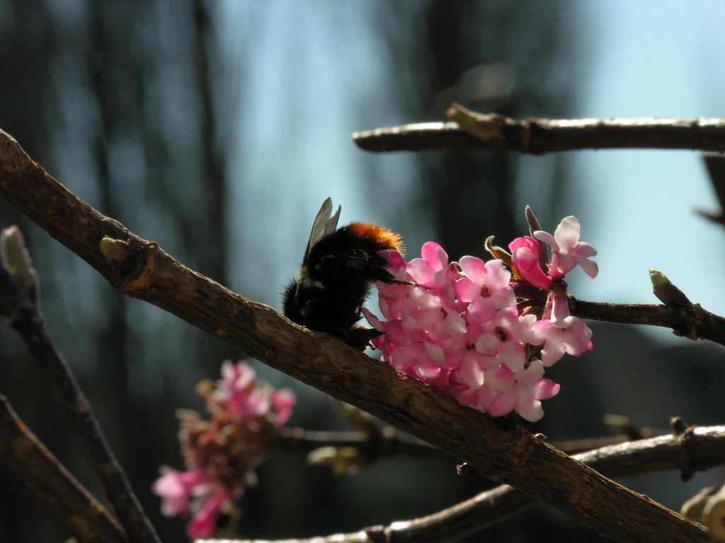 Fonds d'cran Animaux Insectes - Abeilles Gupes ... Butinage de printemps