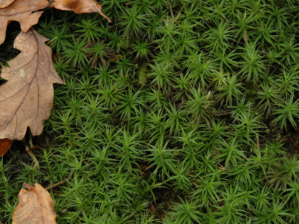 Fonds d'cran Nature Plantes - Arbustes le lit de la foret