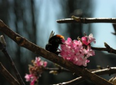 Fonds d'cran Animaux Butinage de printemps