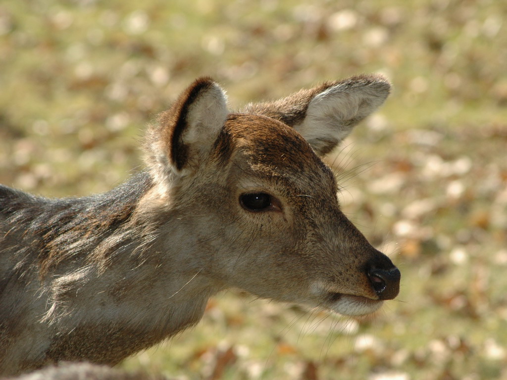 Fonds d'cran Animaux Cervids une biche ce week end