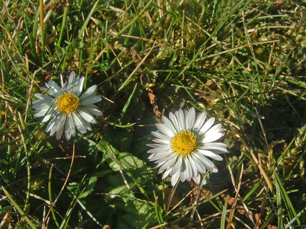 Fonds d'cran Nature Fleurs Ca y est ! Les voil ! Le printemps est l !